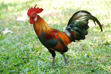 jungle fowl