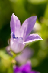 Campanula flower in a sunlight