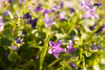 Campanula flower in a sunlight