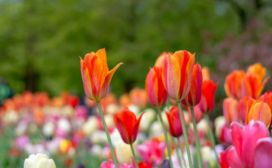 Beautiful blooming colorful Tulip flower wallpaper in the garden