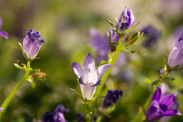 Campanula flower in a sunlight