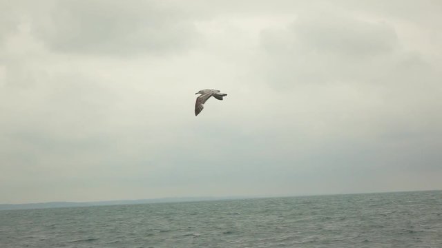 Seagull at dusk or dawn flying, slow motion