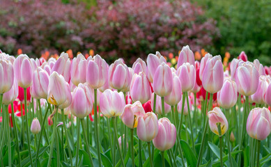 Beautiful blooming soft pink tulip flower wallpaper in the garden, bokeh at background