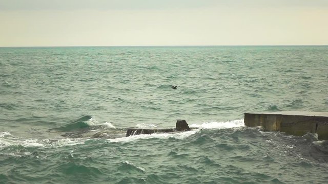 Seagulls in stormy weather, slow motion