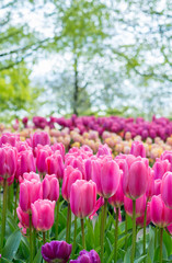 Beautiful pink tulip flower wallpaper in the garden, bokeh at background