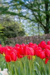 Beautiful blooming colorful tulip flower wallpaper in the garden, bokeh at background