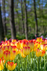 Beautiful bloom yellow and red tulip flower wallpaper in the garden