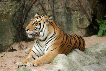 Fototapeta na wymiar Bengal Tiger in forest show head and leg.