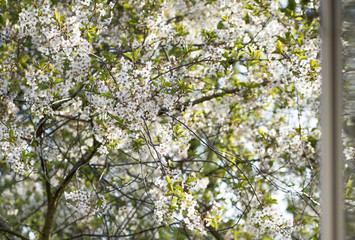 The white flowers. Shot in Denmark
