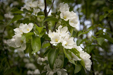 The white flowers. Shot in Denmark