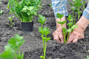farmer's hands planting a celery seedling