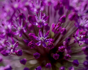 Fototapeta na wymiar Purple flowers. Shot in Denmark