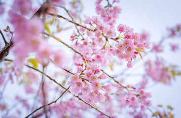 Cherry blossom in Thailand with vintage color