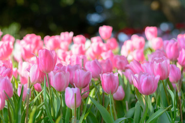 Beautiful pink tulip flower wallpaper in the garden, bokeh at background