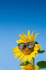 Sunflower wearing sunglasses in the field and blue sky - Background, Wallpaper
