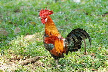 jungle fowl