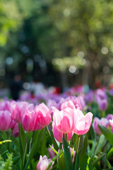 Tulip field and bokeh background