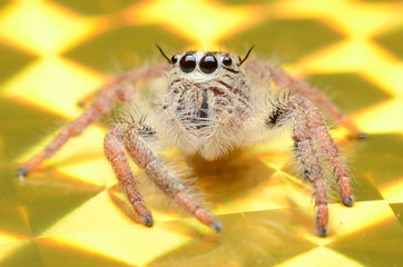 Jumping Spider.