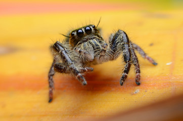 Jumping Spider.