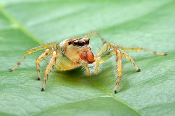 Jumping Spider.