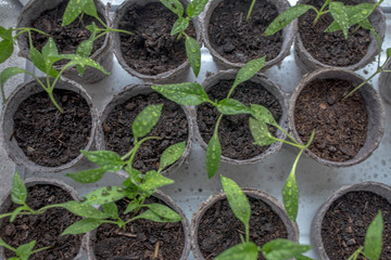 Growing plants. Shot in Denmark