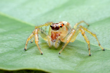 Jumping Spider.