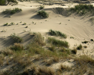 Fototapeta na wymiar Grass growing on sand dune