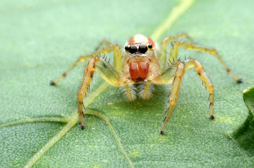 Jumping Spider.