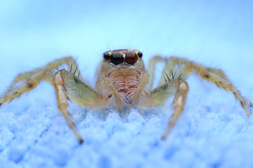 Jumping Spider.