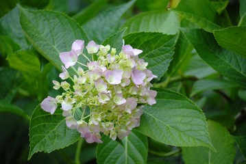 hydrangea/アジサイ