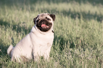Cute Pug dog siting in green grass licking its nose with tongue