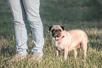 Female Pug dog staying on green grass with her owner