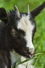 Portrait of a beautiful goat on a green meadow 