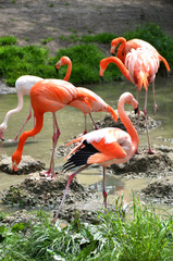 Caribbean flamingos