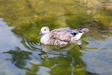 Ente auf dem Wasser