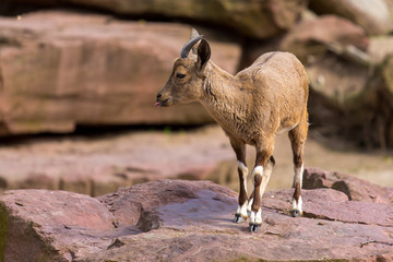 Junger nubischer Steinbock