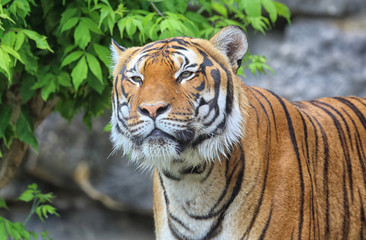 Plakat großer Tiger