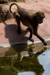 Junger Affe Blutbrustpavian