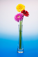 Obraz premium ガーベラの花