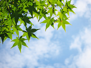 Green Japanese maple branch against blue sky