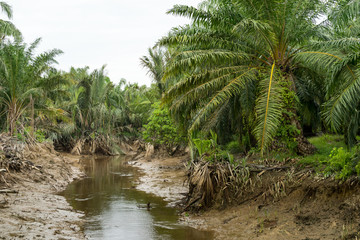 Swamp area with oil palm tree forest in Sabak Bernam, Malaysia.