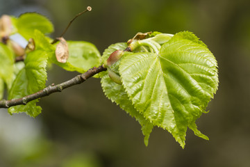 Young linden leaves in spring.