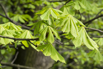 Young green chestnut leaves.
