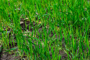 Rows of young wheat on spring