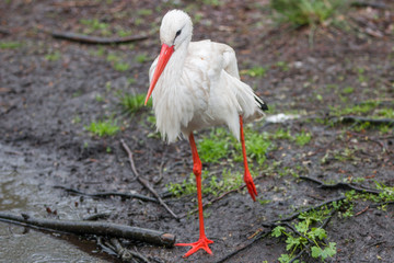 Weißstorch (Ciconia ciconia) im Regen
