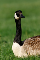Canada Goose