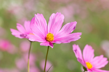 Obraz premium コスモスの花