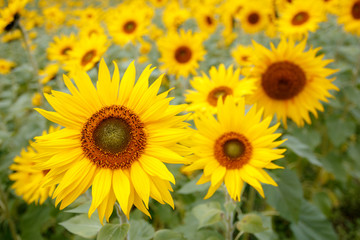 Obraz premium ヒマワリの花