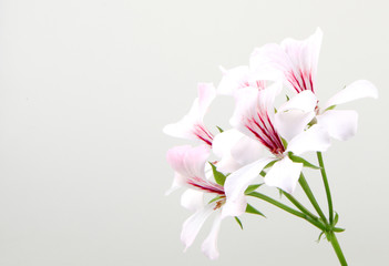 Fototapeta na wymiar Geranium Flowers