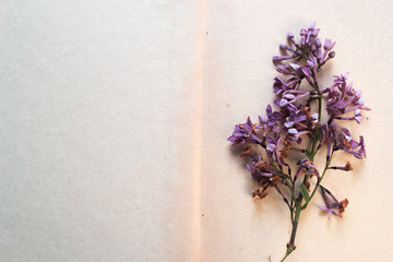Open book with flowers background white.